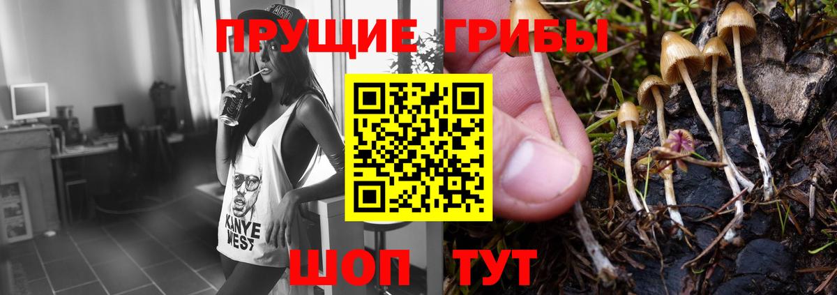 Галлюциногенные грибы Psilocybe Волхов